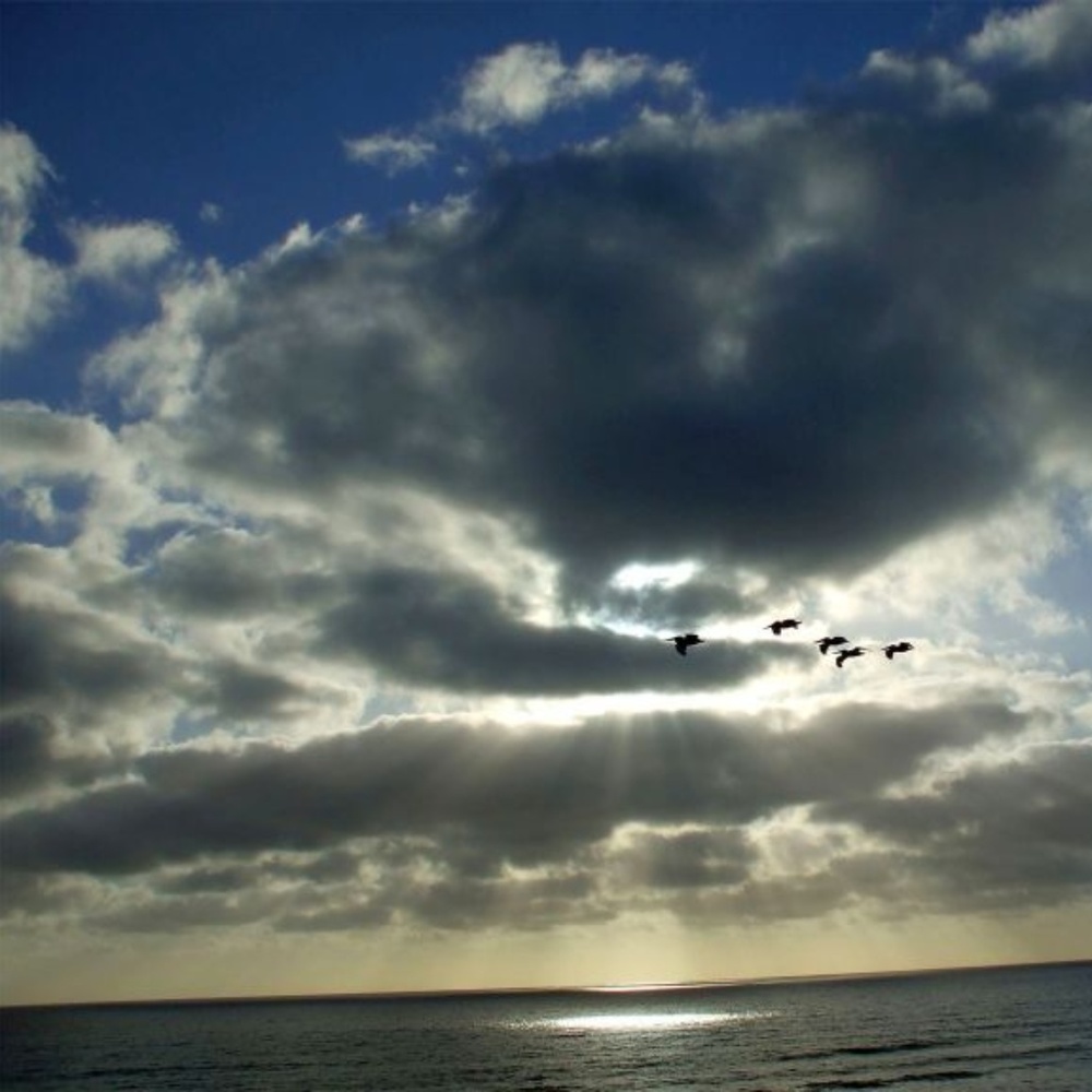 FLYING PELICANS ~ 8" X 10" Photography